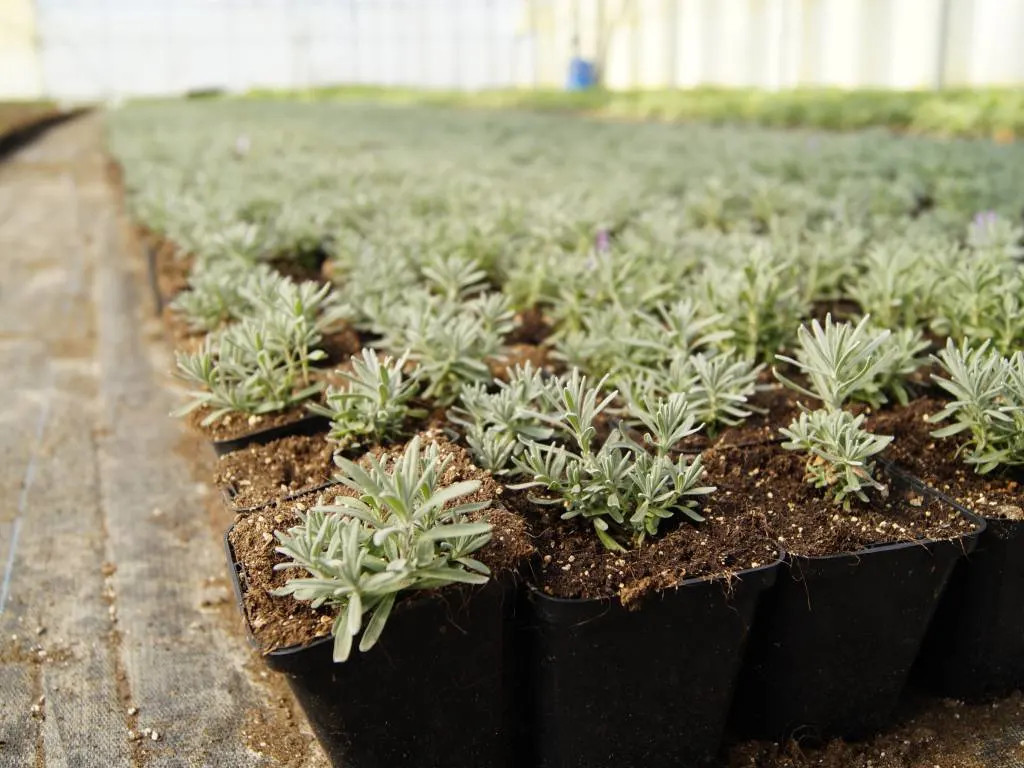 Pohled z školky Marcinków 3