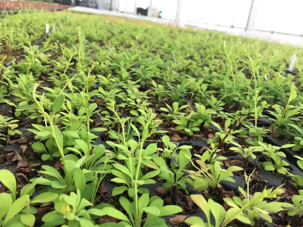 Pohled z jeslí Marcinków 10