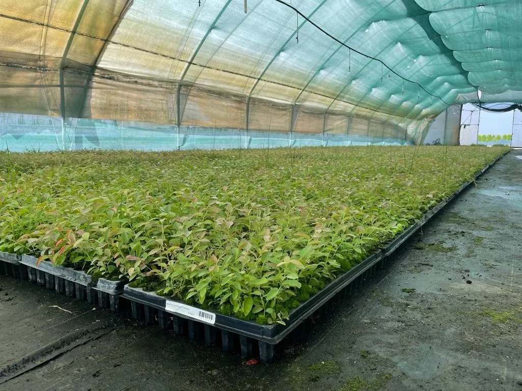 Pohled z školky Marcinków 12